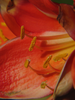 p70.jpg