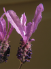 p72.jpg