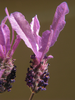p73.jpg