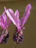 p74.jpg