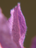 p75.jpg
