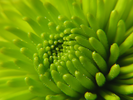 p81.jpg