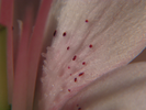 p82.jpg