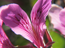 p36.jpg