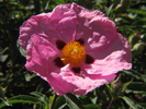 p38.jpg