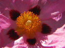p39.jpg