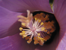 p42.jpg