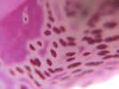 p001.jpg