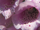 p002.jpg