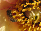 p037.jpg