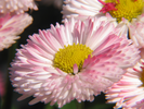 p097.jpg