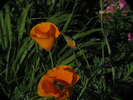 p06.jpg