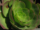 p57.jpg