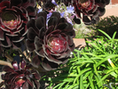 p61.jpg