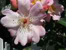 p63.jpg