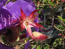 p65.jpg