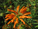 p68.jpg