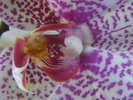 p81.jpg