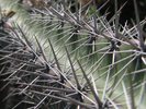 p26a.jpg