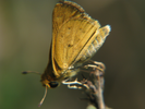 p45.jpg