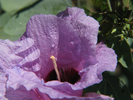 p49.jpg