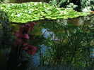 p53.jpg