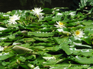 p54.jpg