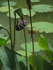 p68.jpg
