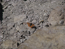 p038.jpg