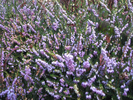 p32.jpg