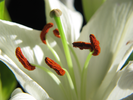 p61.jpg