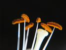 p63.jpg