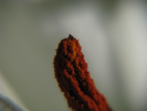 p66.jpg