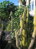 p03l.jpg