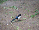 p069.jpg
