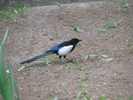 p071.jpg