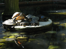 p105.jpg