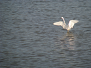 p64.jpg