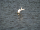 p65.jpg