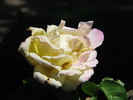p170.jpg