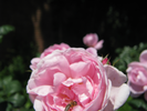 p207.jpg