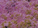 p045.jpg