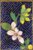 p039b.png
